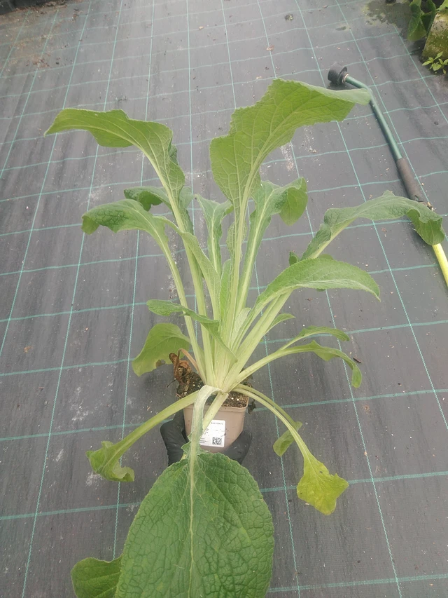 Foxglove Sutton’s Apricot - 10. 9. 2025