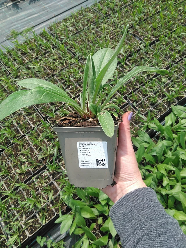 Vuorikaunokki - 9. 6. 2025