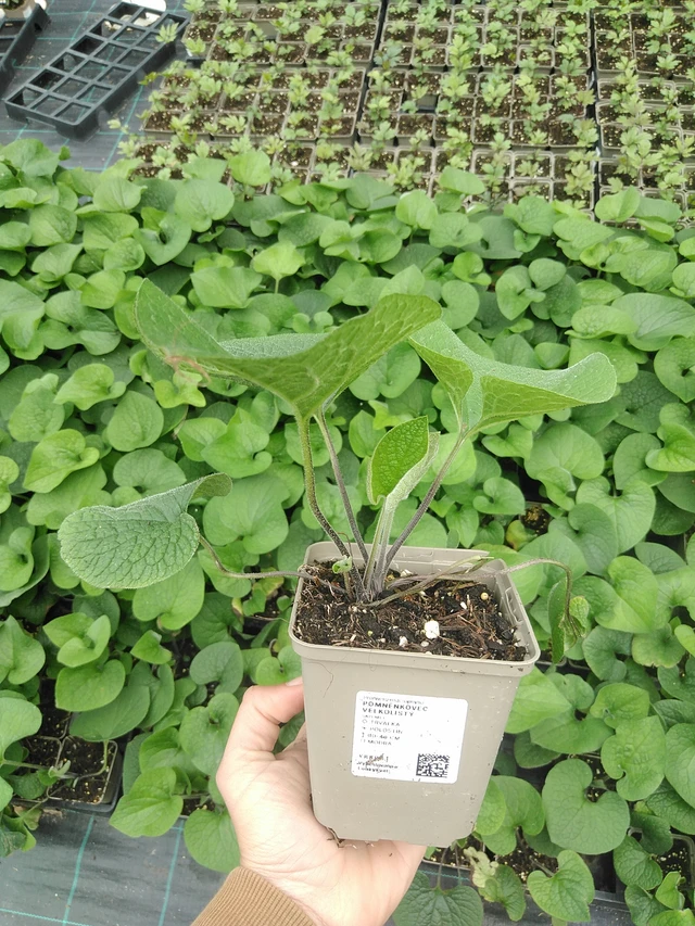 Brunnera macrophylla - 9. 6. 2025