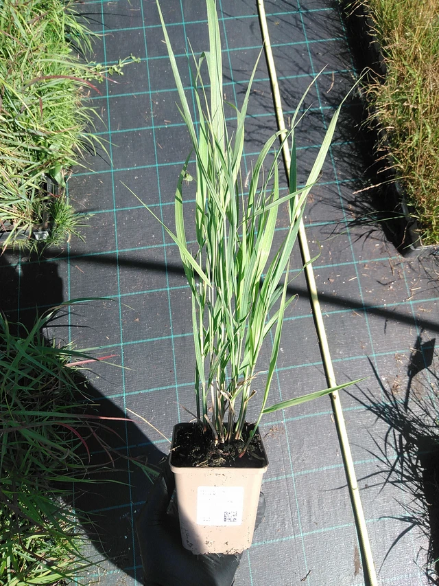 Virginianhirssi Heavy Metal - 19. 8. 2025