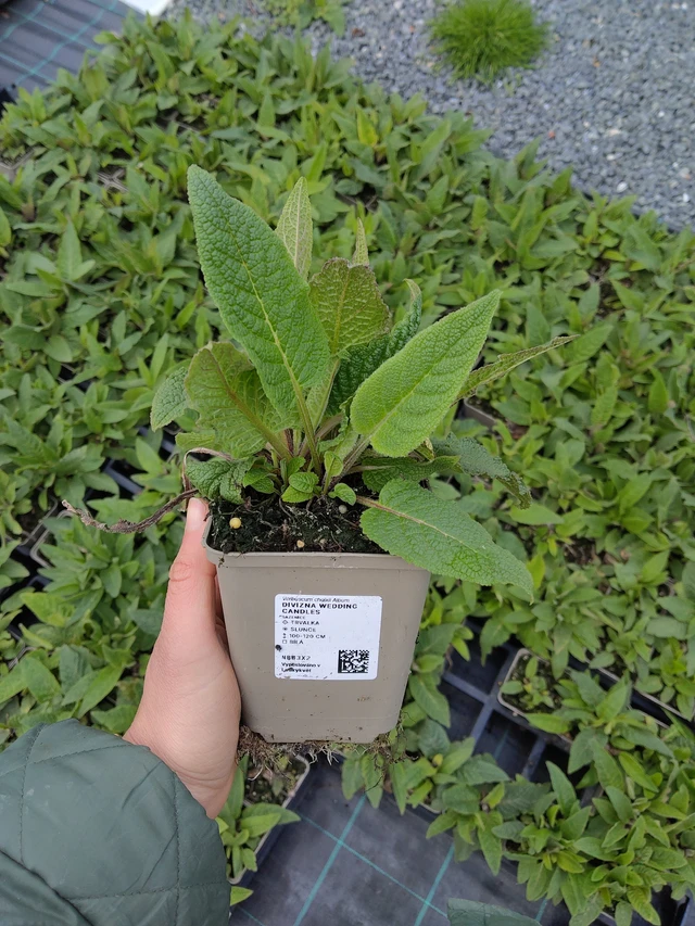 Verbascum Wedding Candles - 21. 4. 2026