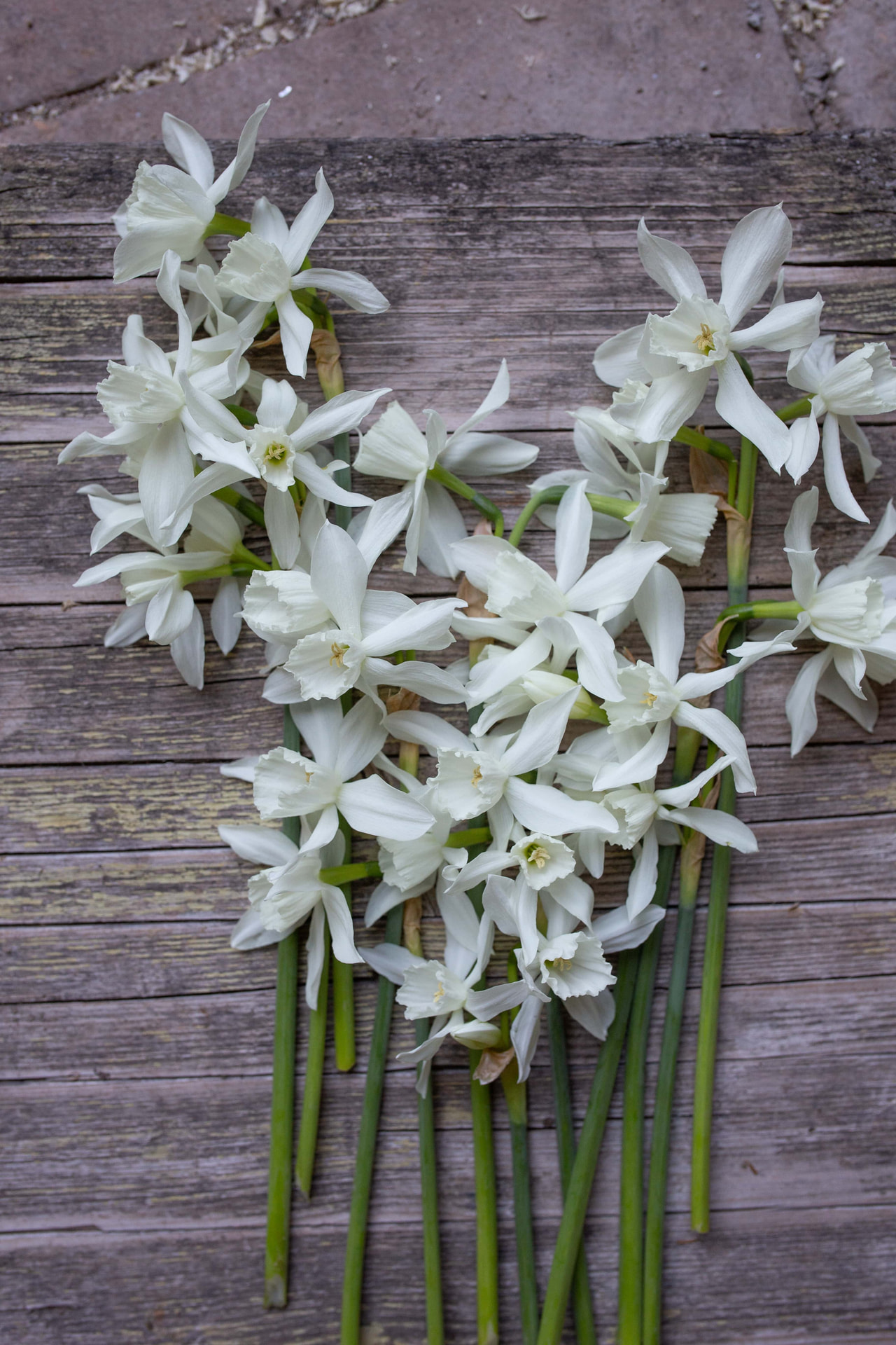 Narsissi Thalia, Loukykvět