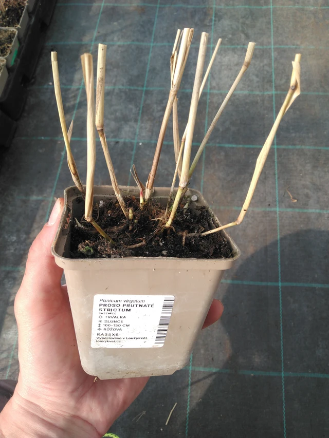 Virginianhirssi Strictum - 8. 4. 2025