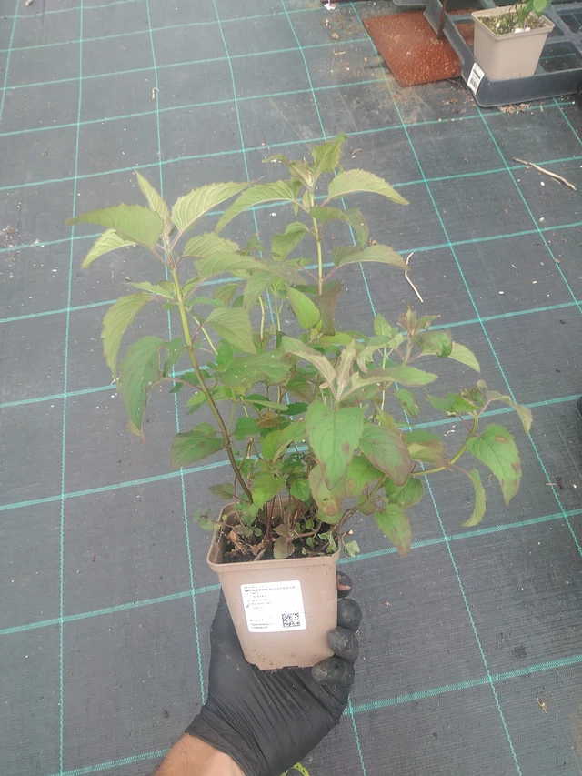 Monarda fistulosa - 10. 9. 2025