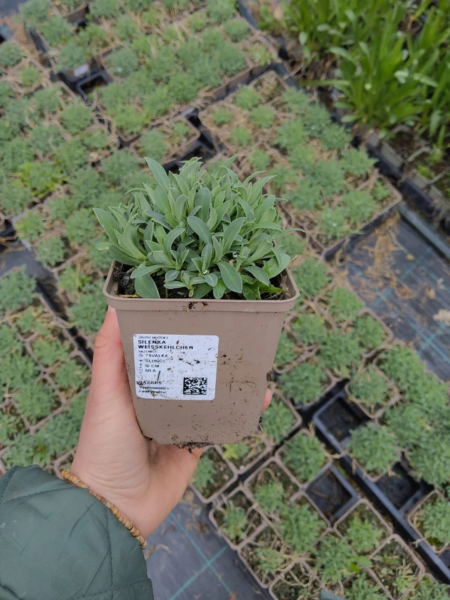 Kohokki Weißkehlchen - 21. 4. 2026