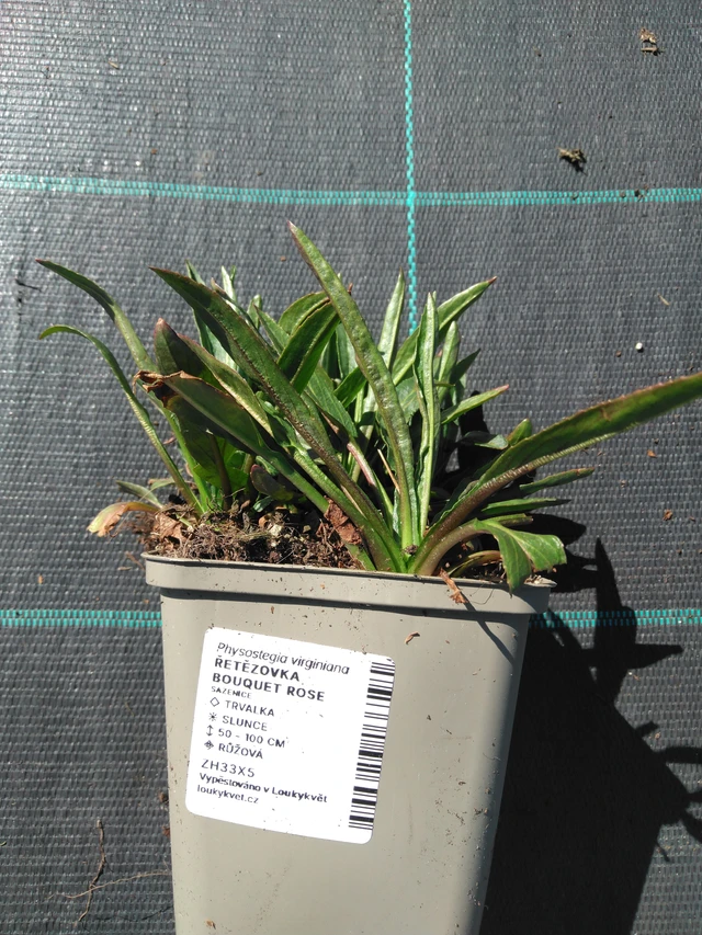 Kellopeippi Bouquet Rose - 3. 4. 2025