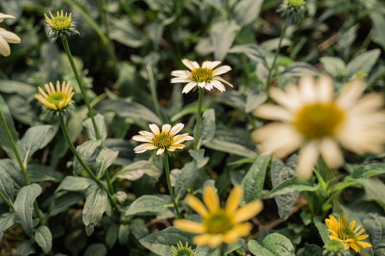 Punahattu Mellow Yellows, Loukykvět