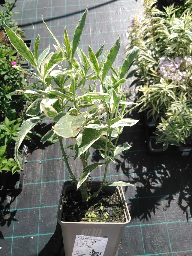 Syysleimu Nora Leight - 19. 8. 2025