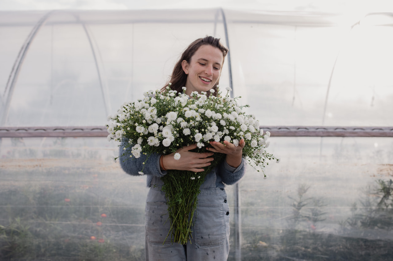 Asteri Blanca, Loukykvět