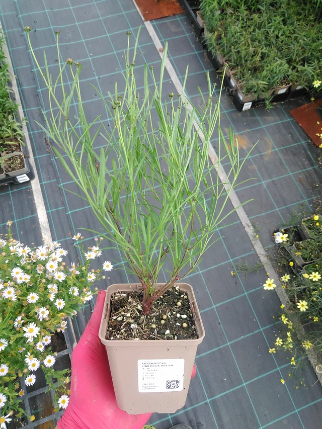 Coreopsis Limerock Dream - 29. 7. 2025