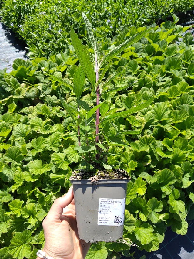 Verbena šípovitá Blue Spires - 12. 8. 2026