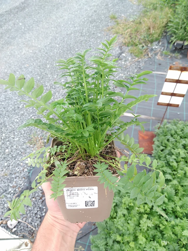 Sinilatva White Pearl - 21. 7. 2025