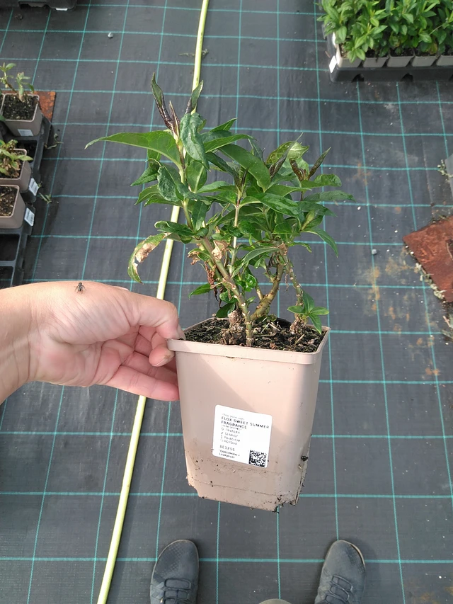 Syysleimu Sweet Summer Fragrance - 11. 7. 2025