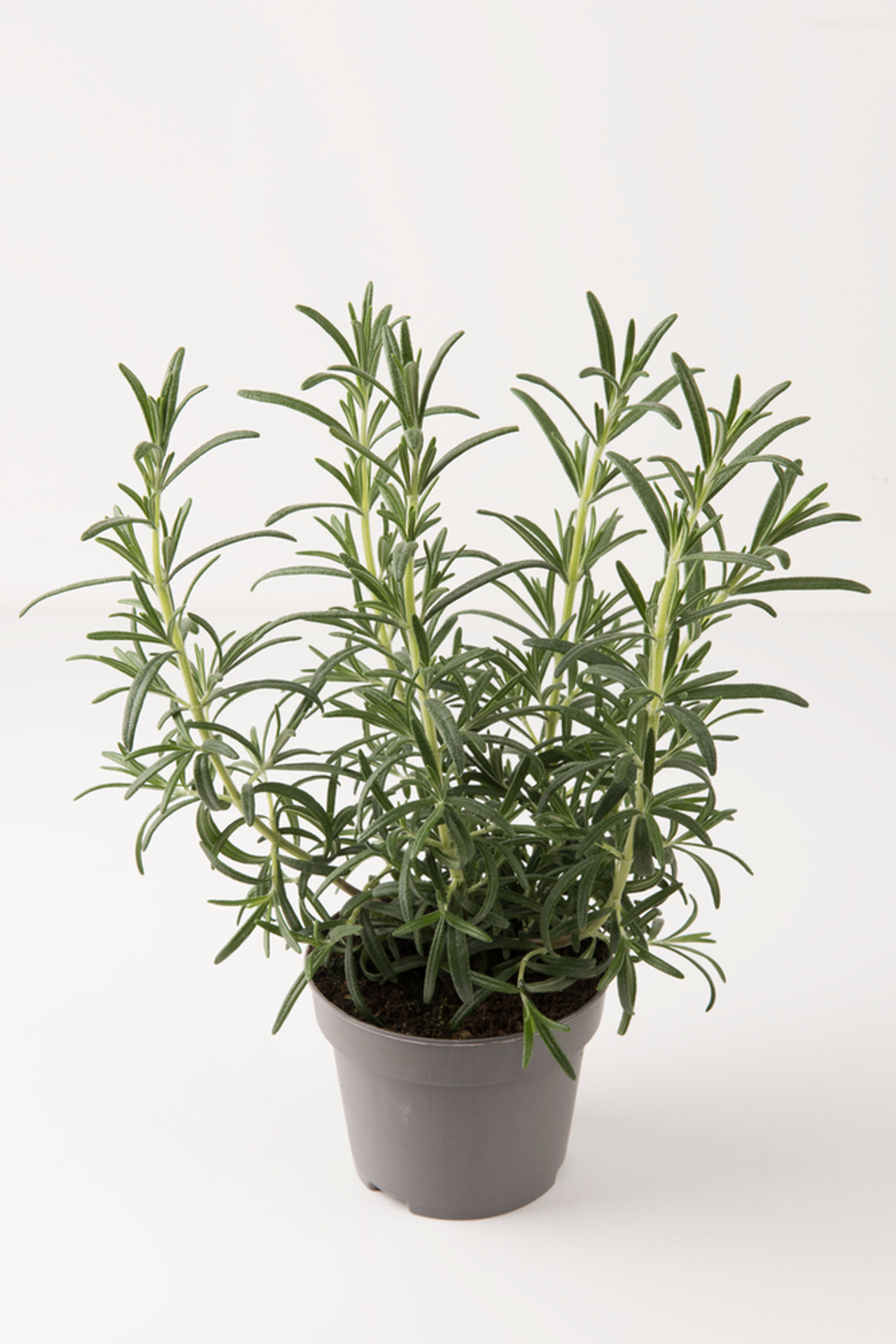 Romero Green Rosi, Loukykvět