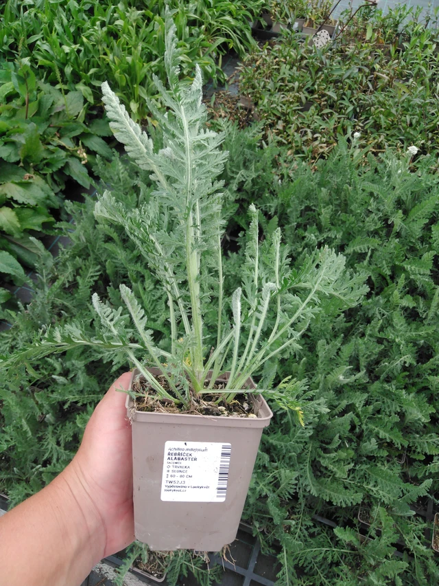 Siankärsämö Alabaster - 2024