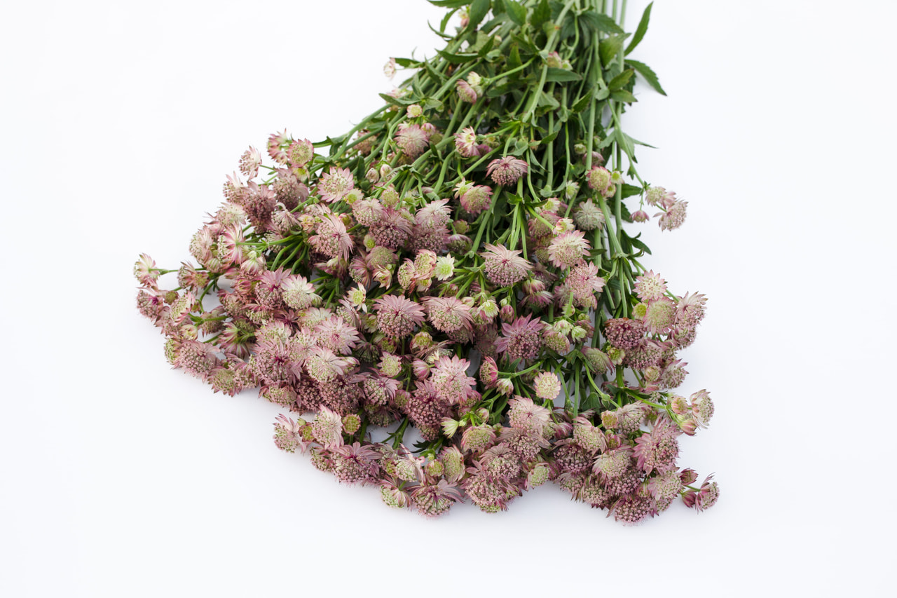 Tähtiputki Roma, Loukykvět