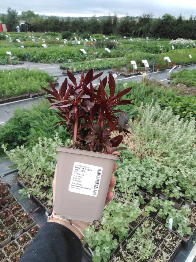 Lobelia Queen Victoria - 2024