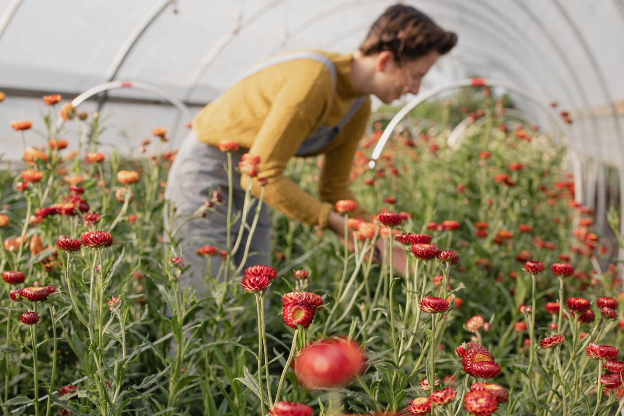 Olkikukka Fireball, Loukykvět