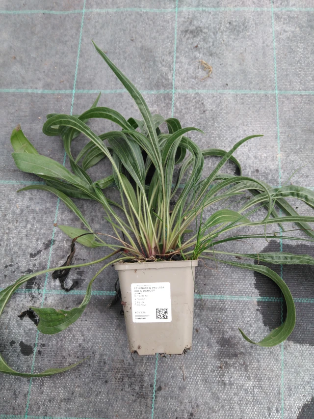 Punahattu Hula Dancer - 10. 9. 2025