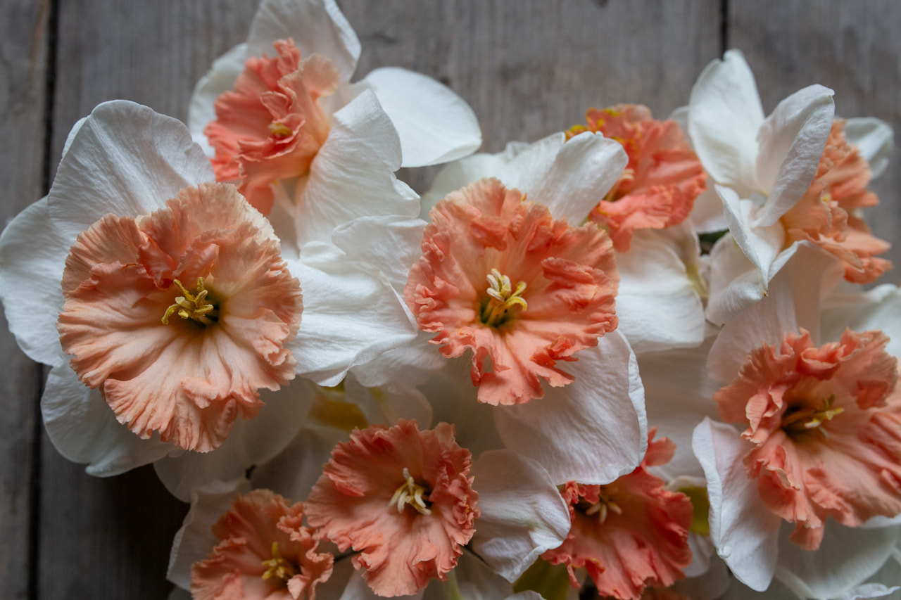 Narsissi Precocious, Loukykvět