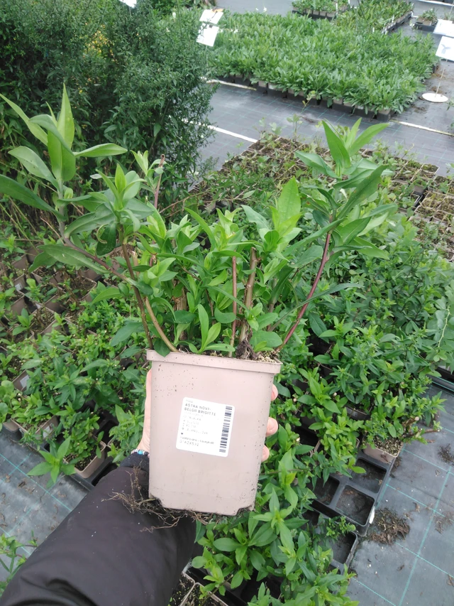 Syysasteri Brigitte - 2024