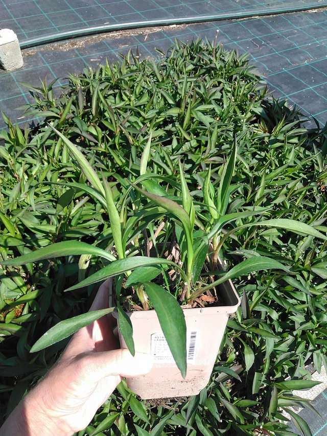 Syysasteri White Ladies - 13. 5. 2025