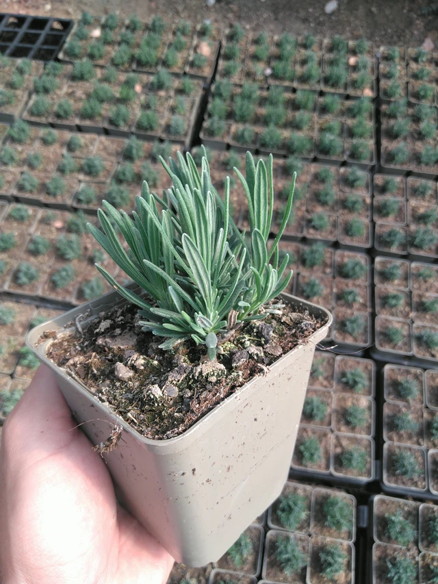 Laventeli Rosea - 20. 6. 2025