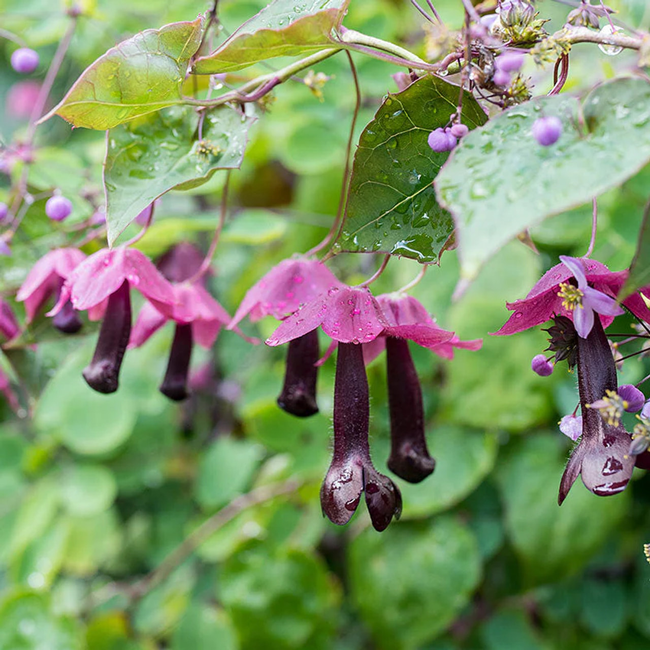 Vijavka Purple Bells, Loukykvět