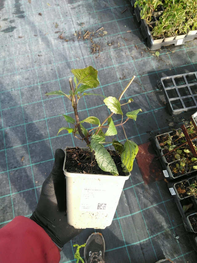 Punalatva Chocolate - 31. 10. 2025