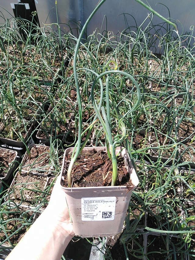 Allium sphaerocephalon - 15. 5. 2025