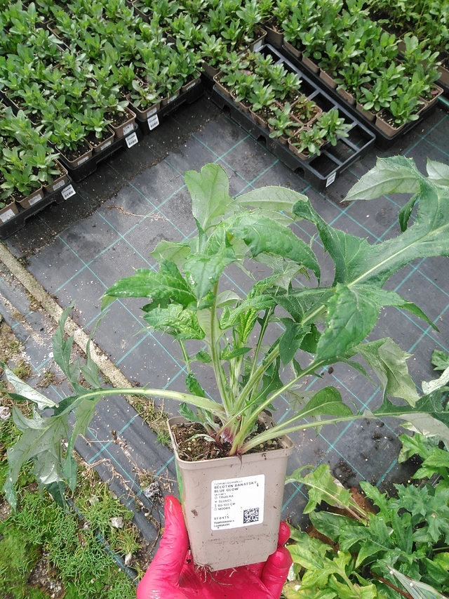 Balkaninpallo-ohdake Blue Glow - 29. 7. 2025