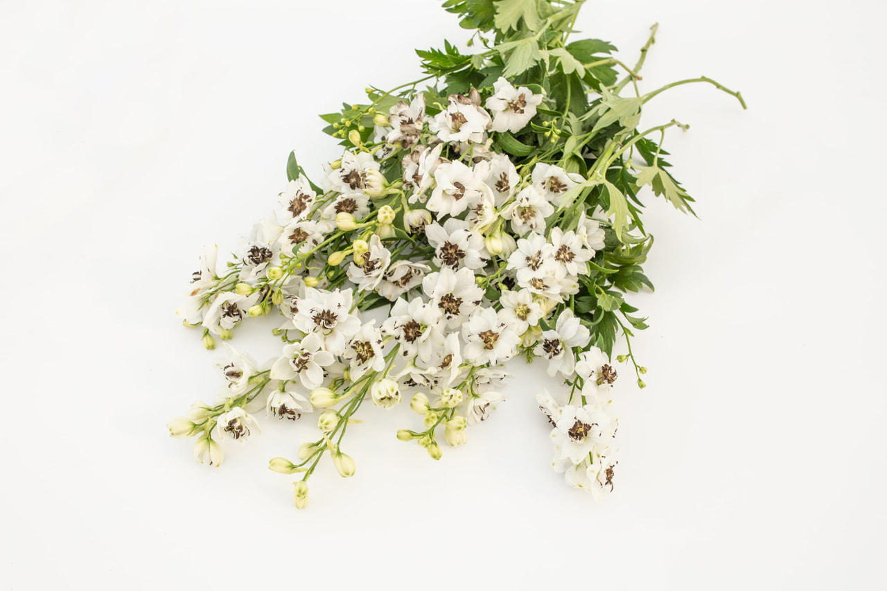 Larkspur Benary’s Pacific Percival, Loukykvět