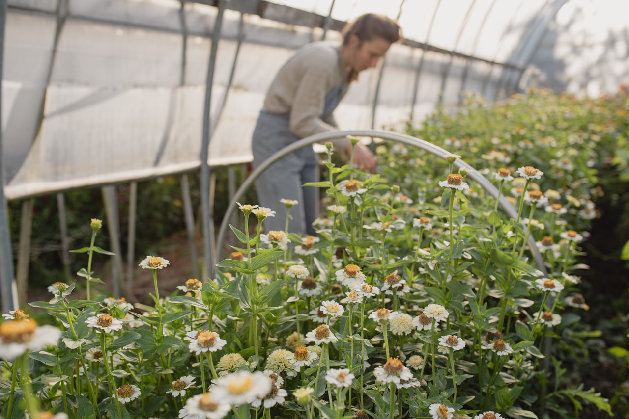 Pruudisõlg Zinderella White, Loukykvět