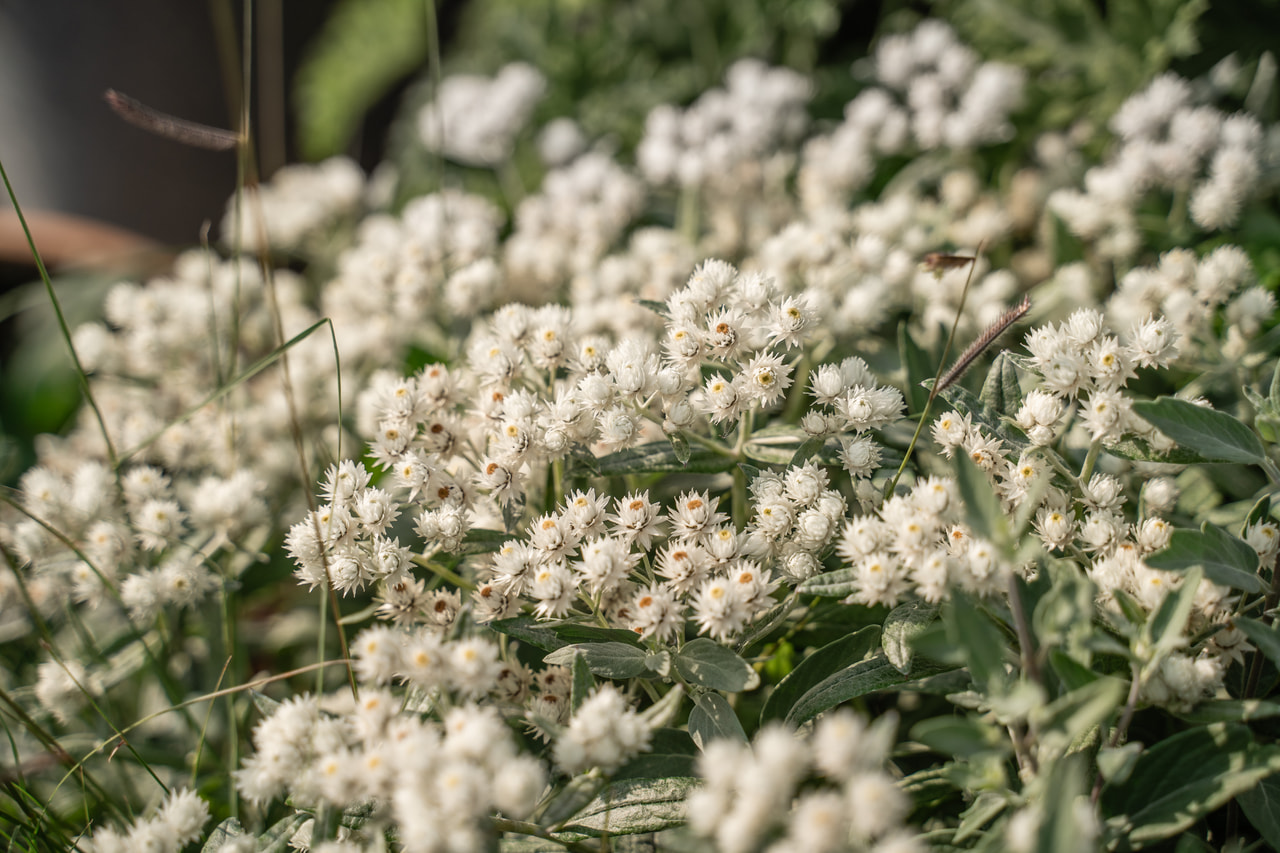 Nukkajäkkärä Silver Wave, Loukykvět