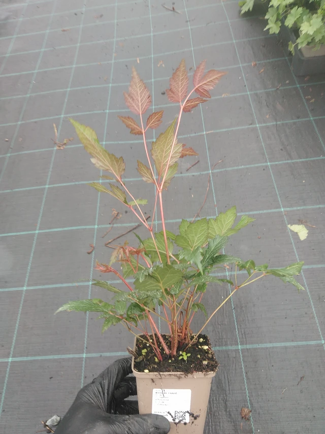 Jaloangervo Fanal - 4. 8. 2025