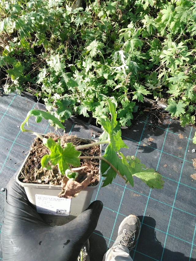 Ritarinkannus Benary’s Pacific Astolat - 31. 10. 2025