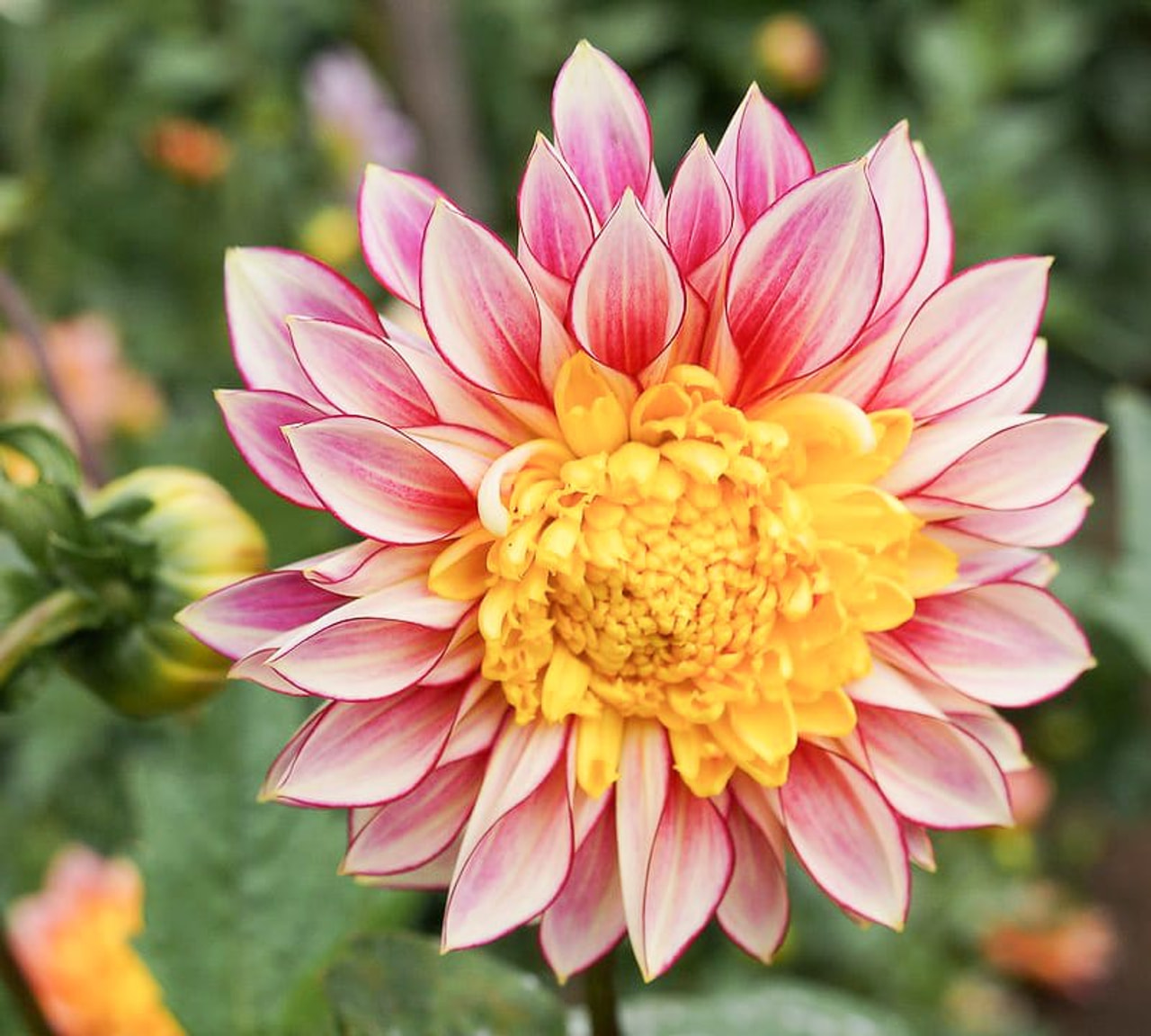 Dalia Polka, Loukykvět