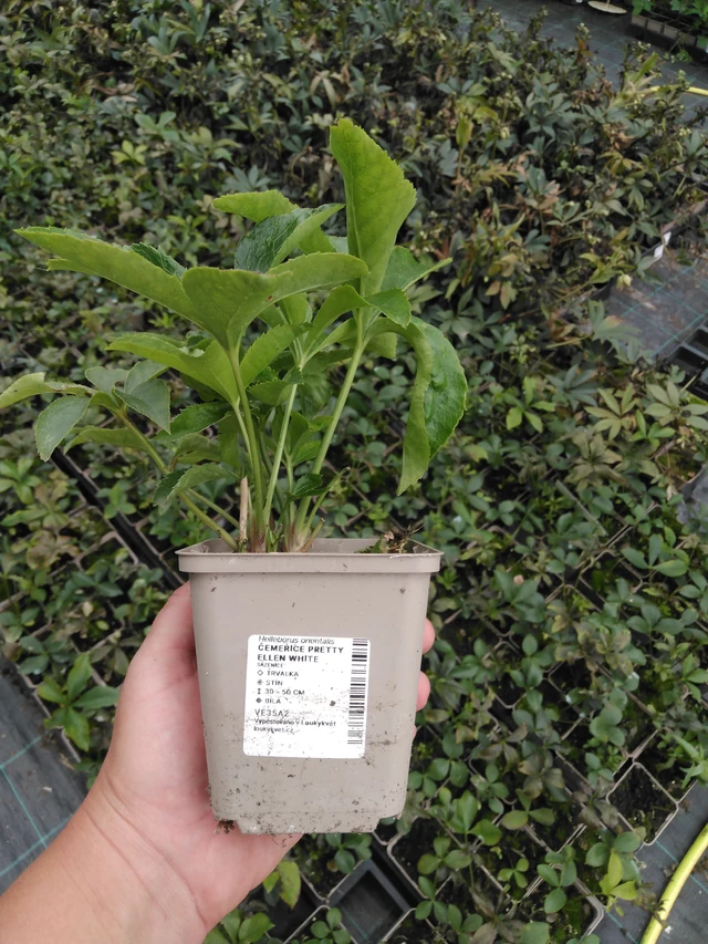 Jouluruusu Pretty Ellen White - 2024