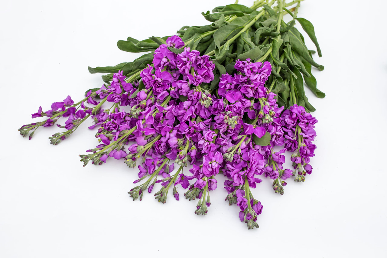 Alhelí Katz Blue, Loukykvět