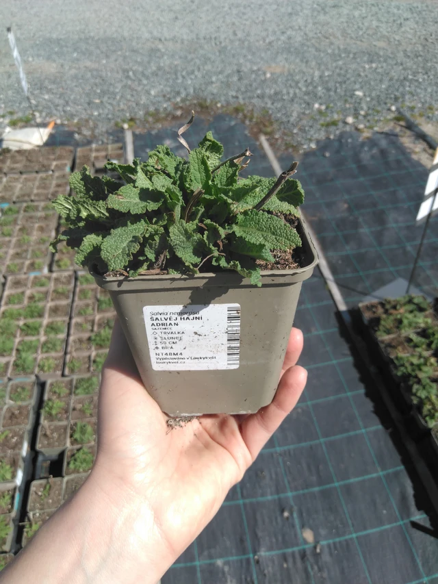 Salvia nemorosa Adrian - 3. 4. 2025