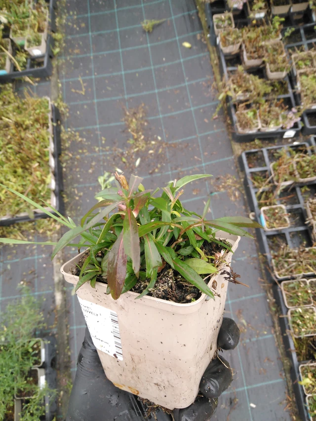 Asteri Lovely - 23. 10. 2025