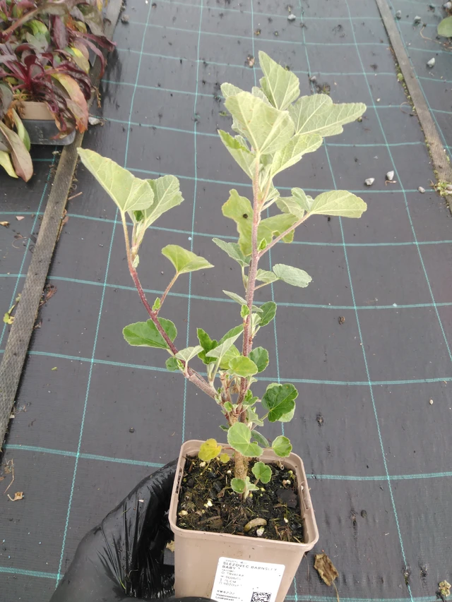 Malvikki Barnsley Baby - 23. 10. 2025