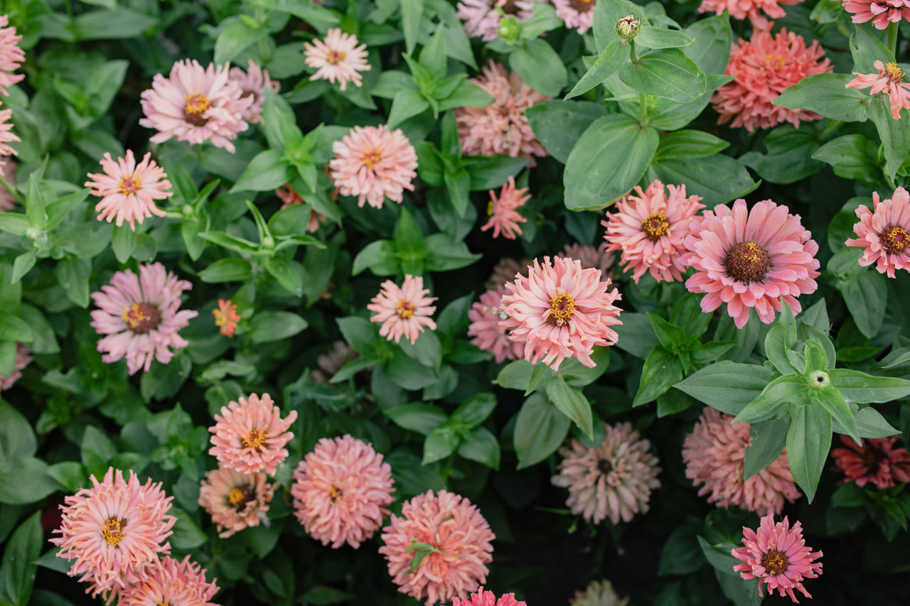 Tsinnia Super Cactus Burpee Rose, Loukykvět