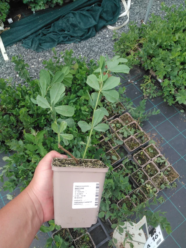 Baptisia australis - 2024