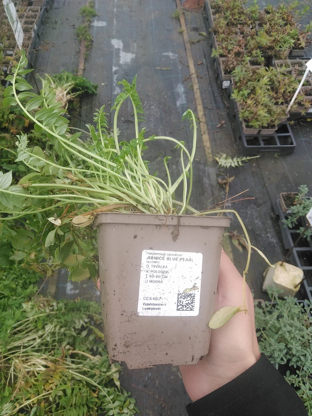 Sinilatva Blue Pearl - 10. 10. 2025