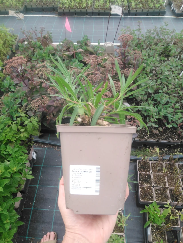 Morsiusharso Flamingo - 2024