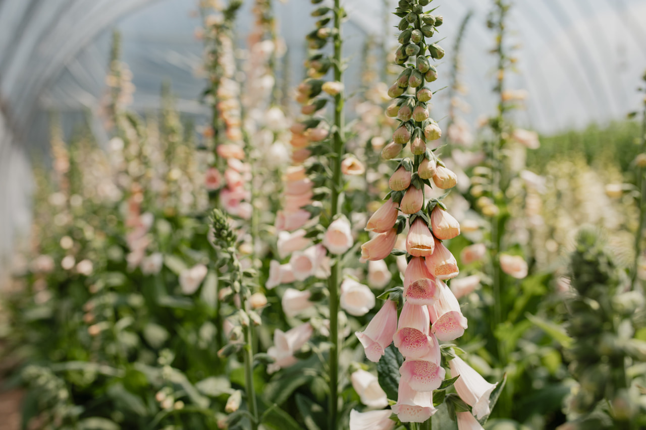 Foxglove Sutton’s Apricot, Loukykvět