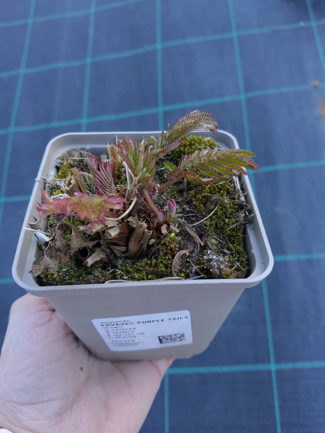 Luppio Purple Tails - 27. 3. 2026