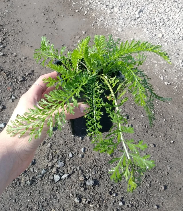 Siankärsämö Cassis - 2024