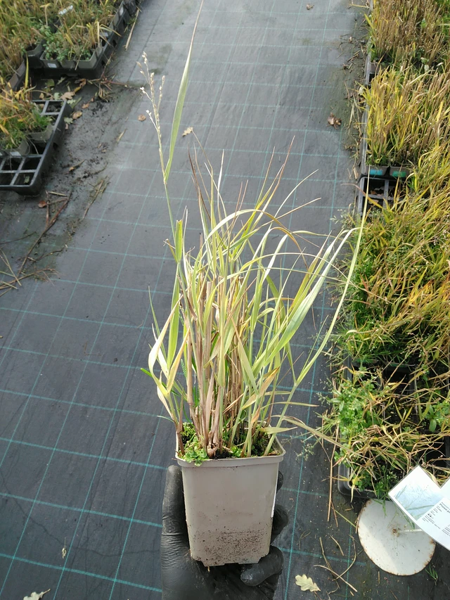 Virginianhirssi Strictum - 31. 10. 2025